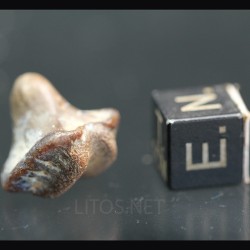 Ptychodus whippleyi