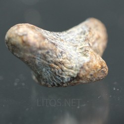 Ptychodus whippleyi