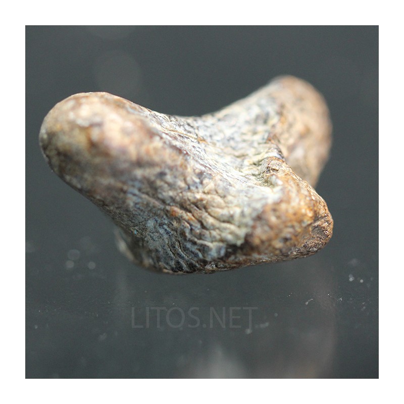 Ptychodus whippleyi