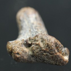 Ptychodus whippleyi