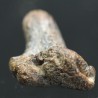 Ptychodus whippleyi