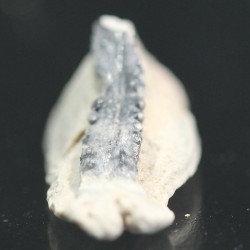 Mantaraya, diente fosil