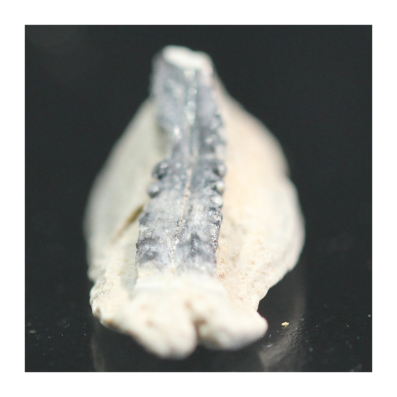 Mantaraya, diente fosil