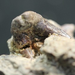 Xenacanthus texensis