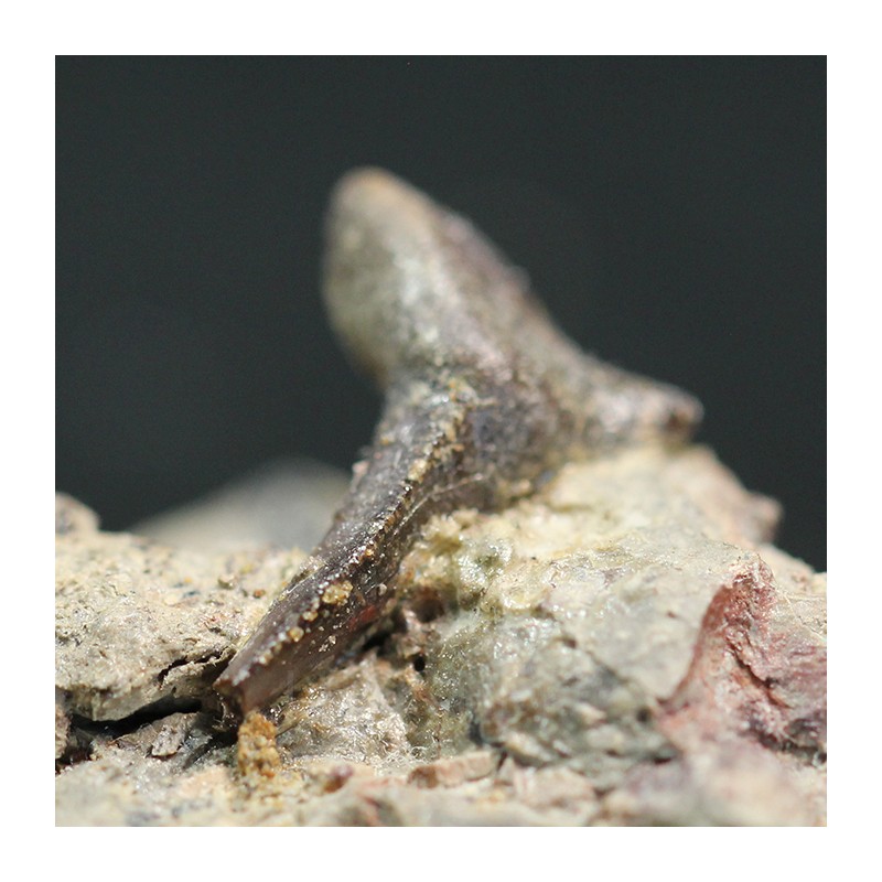 Xenacanthus texensis