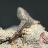 Xenacanthus texensis