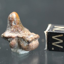 Ptychodus whippleyi