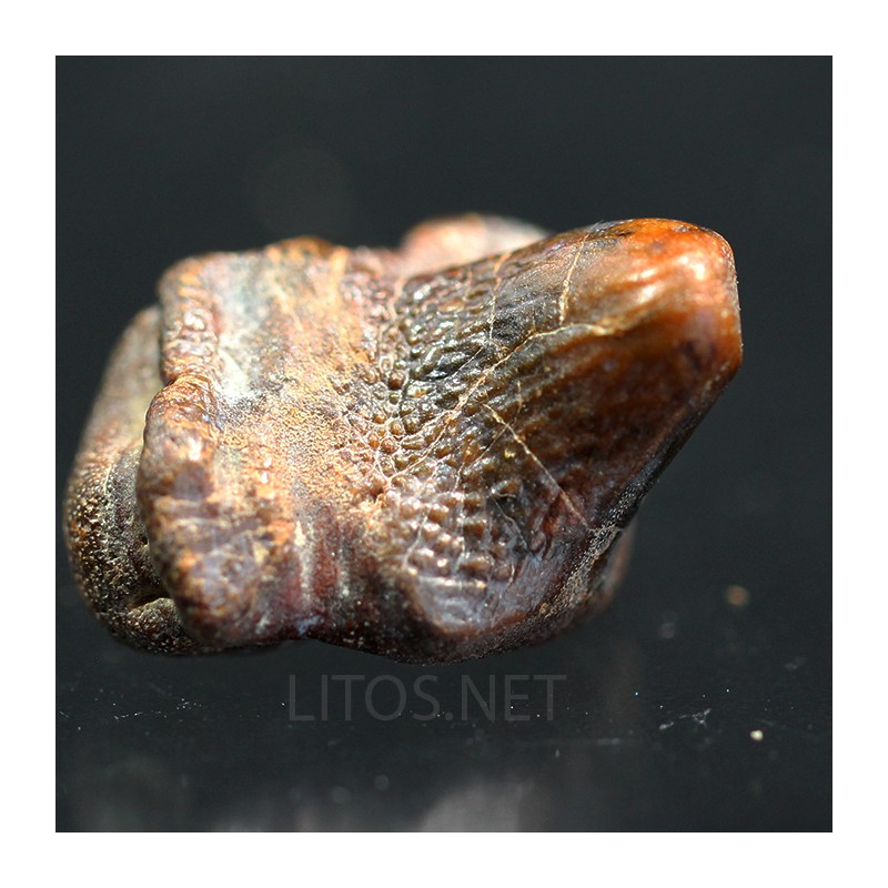 Ptychodus whippleyi
