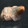 Ptychodus whippleyi