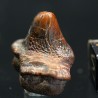 Ptychodus whippleyi