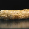 Siphonophrentis s.p.