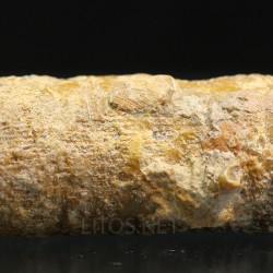Siphonophrentis s.p.