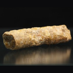 Siphonophrentis s.p.
