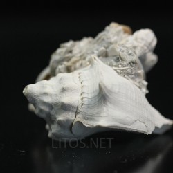 Melongena caloosahateheensis