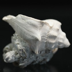 Melongena caloosahateheensis