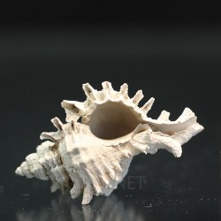 Chicoreus floridanus