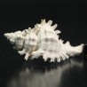 Chicoreus floridanus