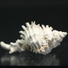 Chicoreus floridanus
