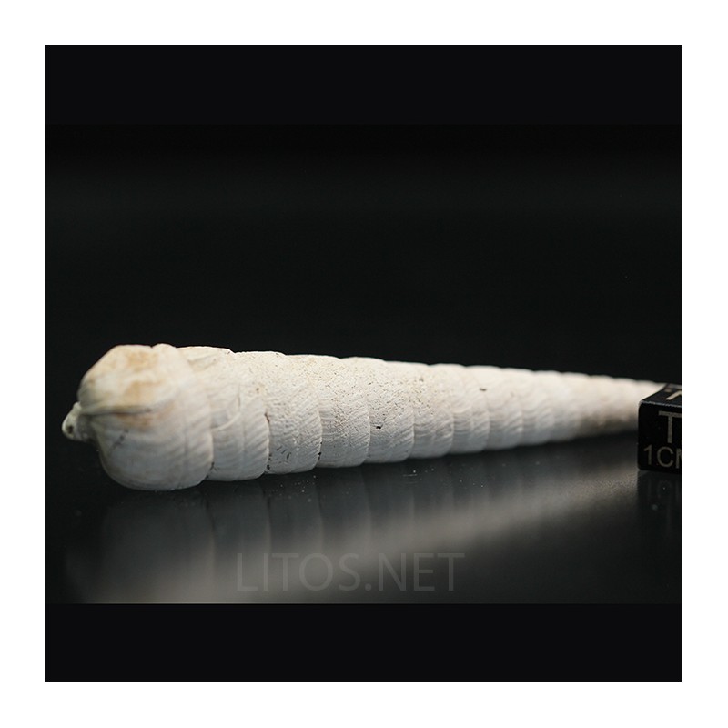 Terebra aclinica