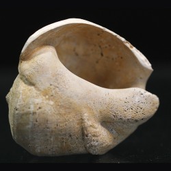 Lucinia alveata