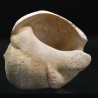 Lucinia alveata