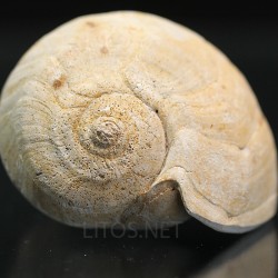Lucinia alveata