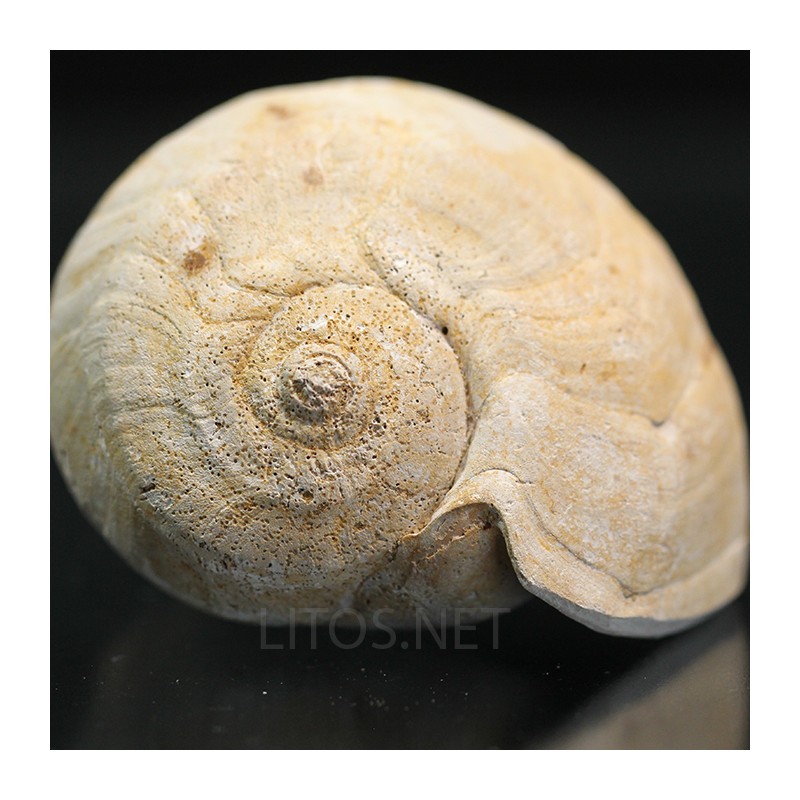 Lucinia alveata