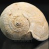 Lucinia alveata