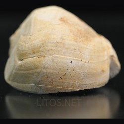 Lucinia alveata