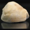 Lucinia alveata