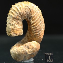 Nostoceras malagasyense