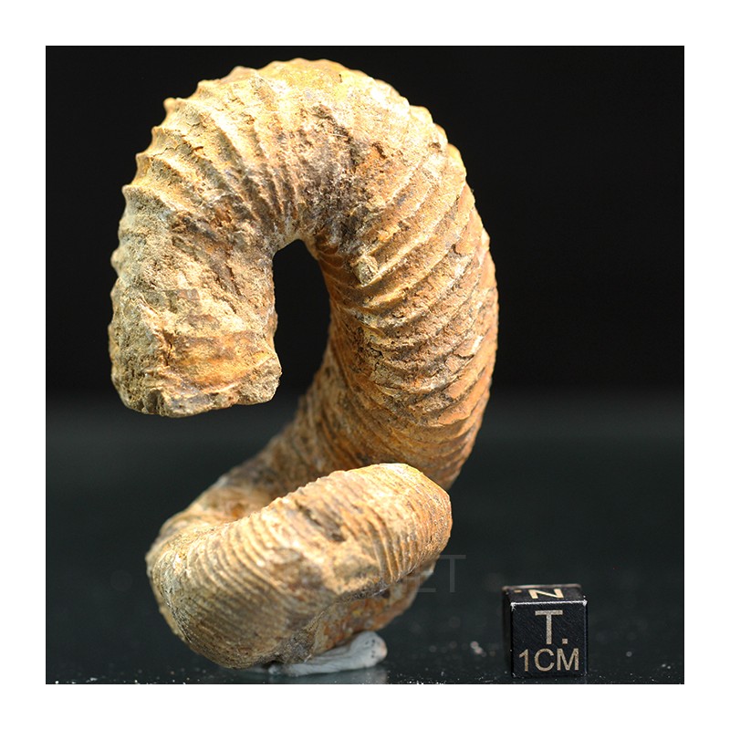Nostoceras malagasyense