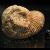 Nostoceras malagasyense