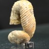 Nostoceras malagasyense