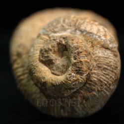 Nostoceras malagasyense