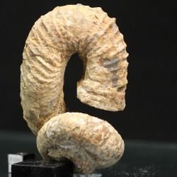 Nostoceras malagasyense