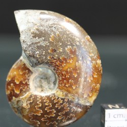 Ammonite cleoniceras