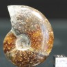 Ammonite cleoniceras