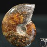 Ammonite cleoniceras