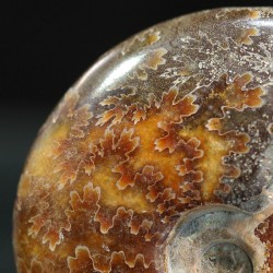 Ammonite cleoniceras