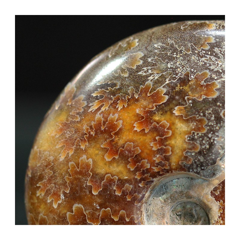 Ammonite cleoniceras