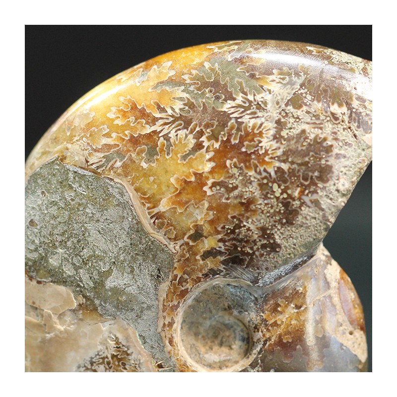 Ammonite cleoniceras