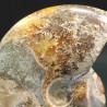 Ammonite cleoniceras