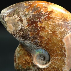 Ammonite cleoniceras