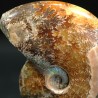 Ammonite cleoniceras