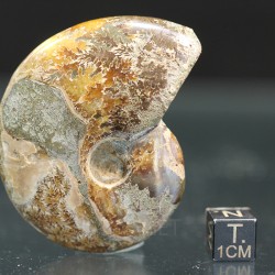 Ammonite cleoniceras