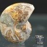 Ammonite cleoniceras