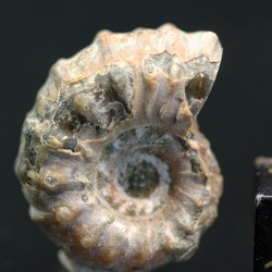Douvilleiceras inequinodum