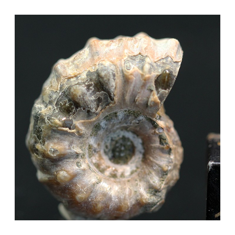 Douvilleiceras inequinodum