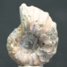 Douvilleiceras inequinodum